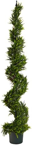 Perfect Cypress Topiary