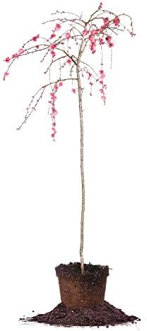 PERFECT PLANTS Pink Cascade Weeping Peach Tree 4-5ft Tall