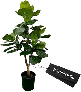 Eco-Friendly 3ft Fig Ficus Tree