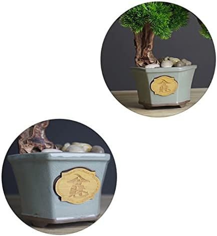 Versatile Indoor Bonsai Tree Decor