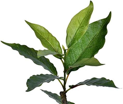 Vickerman Fake Potted Nandina Tree