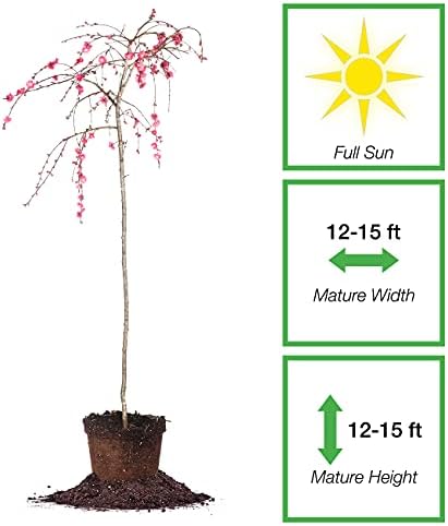 PERFECT PLANTS Pink Cascade Weeping Peach Tree 4-5ft Tall