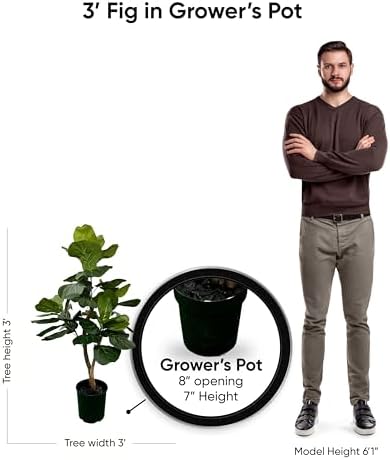 Eco-Friendly 3ft Fig Ficus Tree