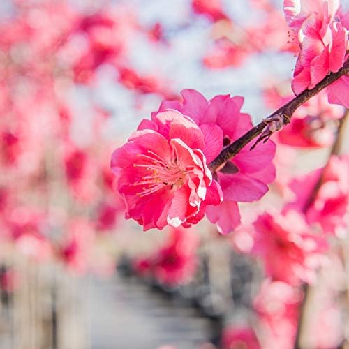 PERFECT PLANTS Pink Cascade Weeping Peach Tree 4-5ft Tall