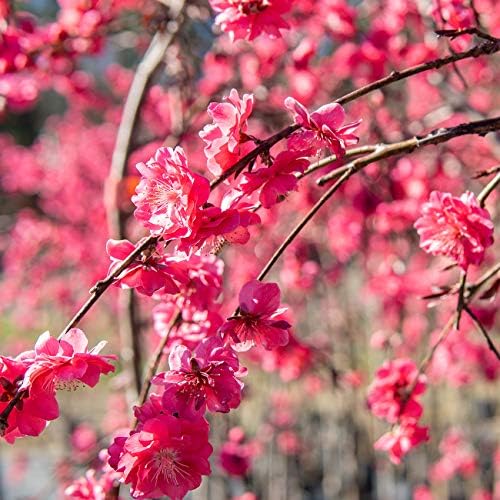 PERFECT PLANTS Pink Cascade Weeping Peach Tree 4-5ft Tall