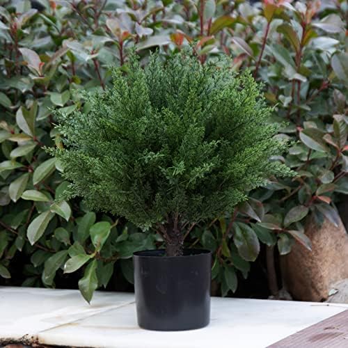 17 Real-Cedar Topiary_SIM Kids