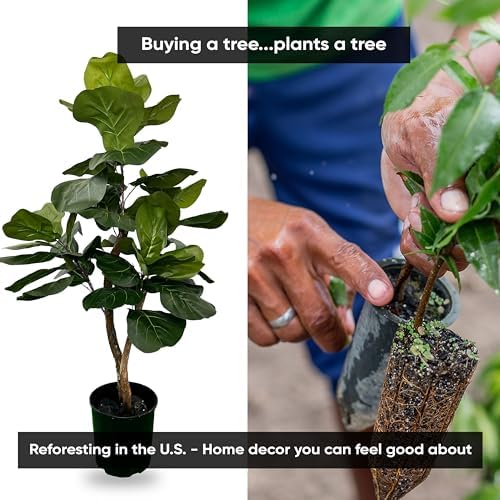 Eco-Friendly 3ft Fig Ficus Tree