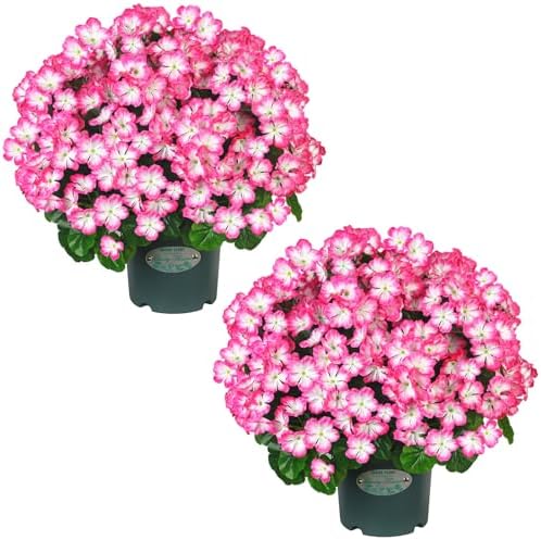 Vibrant 20 Potted Fake Geraniums Outdoor Topiary - No Assembly Required