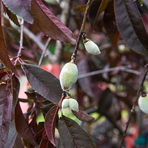 PERFECT PLANTS Pink Cascade Weeping Peach Tree 4-5ft Tall