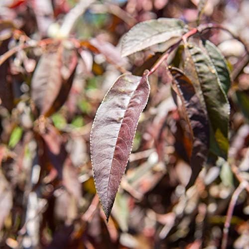 PERFECT PLANTS Pink Cascade Weeping Peach Tree 4-5ft Tall