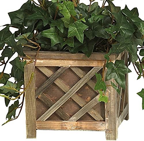 Bougainvillea Topiary 34in