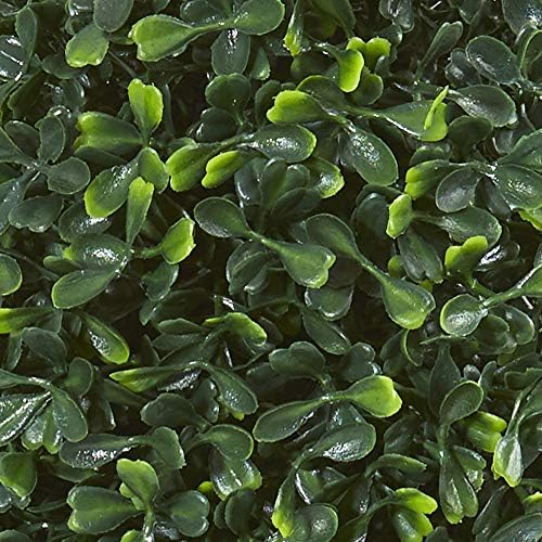 Perfect 13 Boxwood Topiary for Entryway