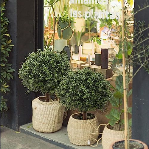 Sturdy UV-Resistant Boxwood Tree Topiary Set of 2 IndoorOutdoor Use